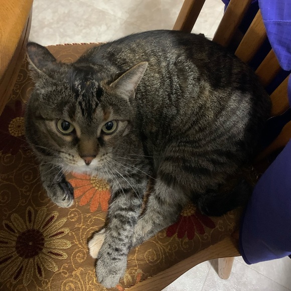 katt_38